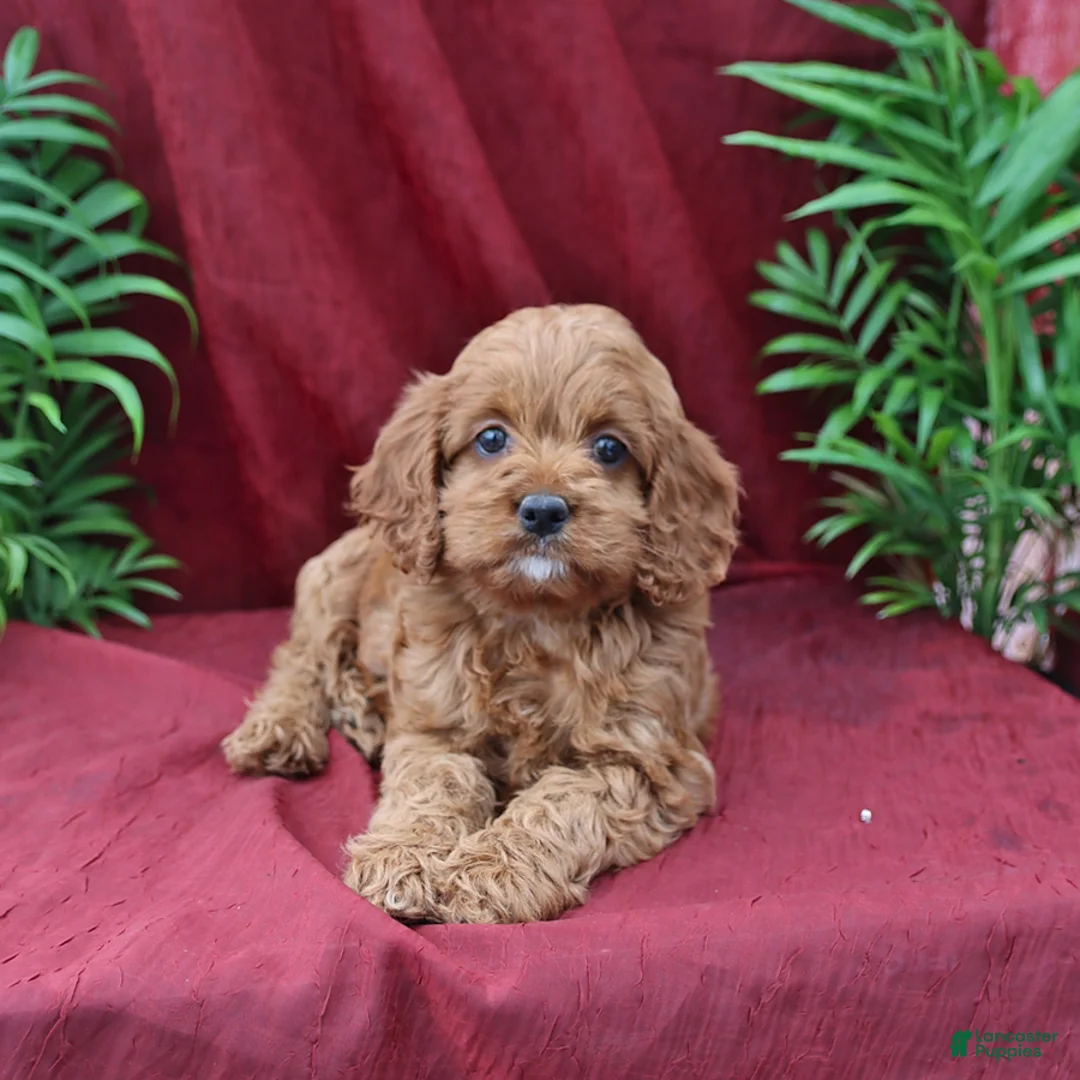 Cockapoo dogs for sale: Amber - Ad 2