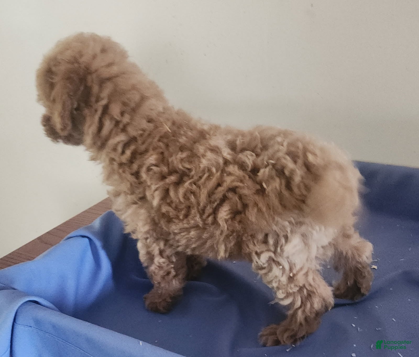 Miniature Poodle dogs Girl - Ad 1