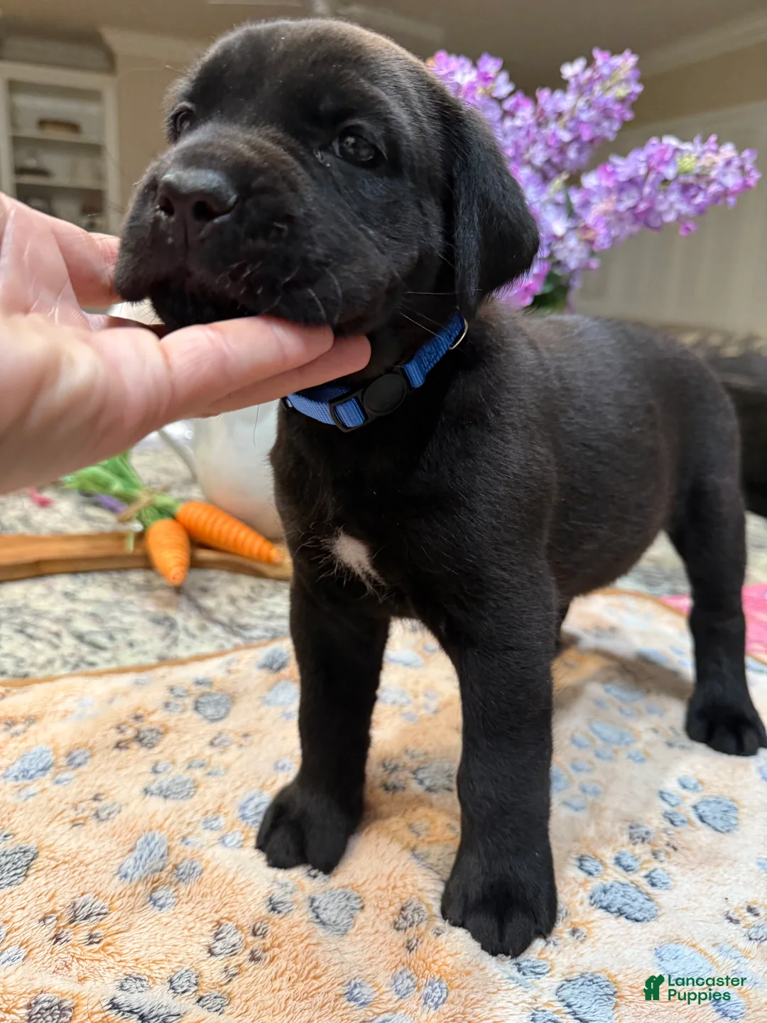Cane Corso dogs for sale: Blue Collar: Male - Ad 1