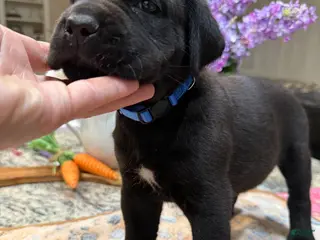 Cane Corso dogs Blue Collar: Male - Ad 13