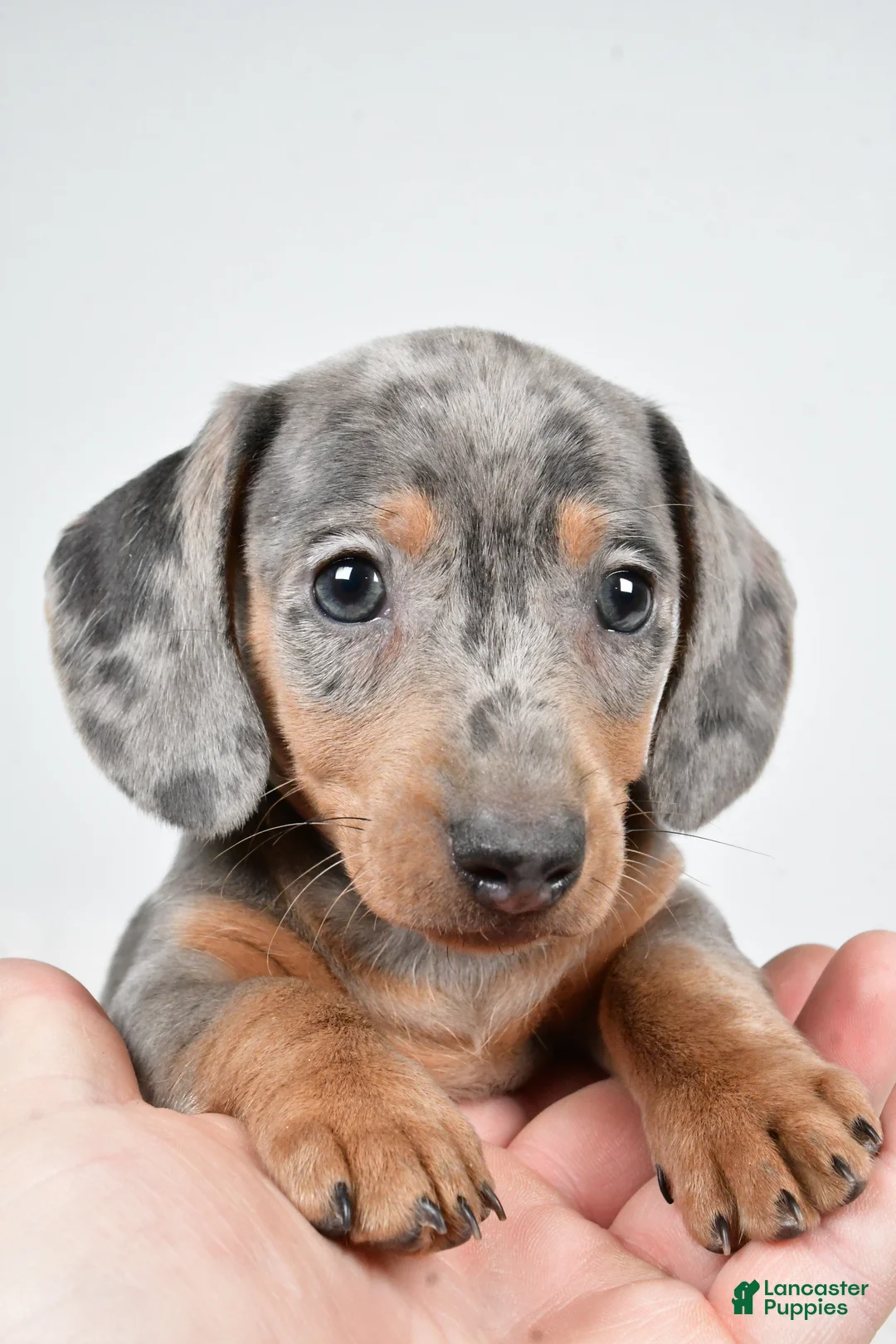 Dachshund dogs for sale: Cash - Ad 8