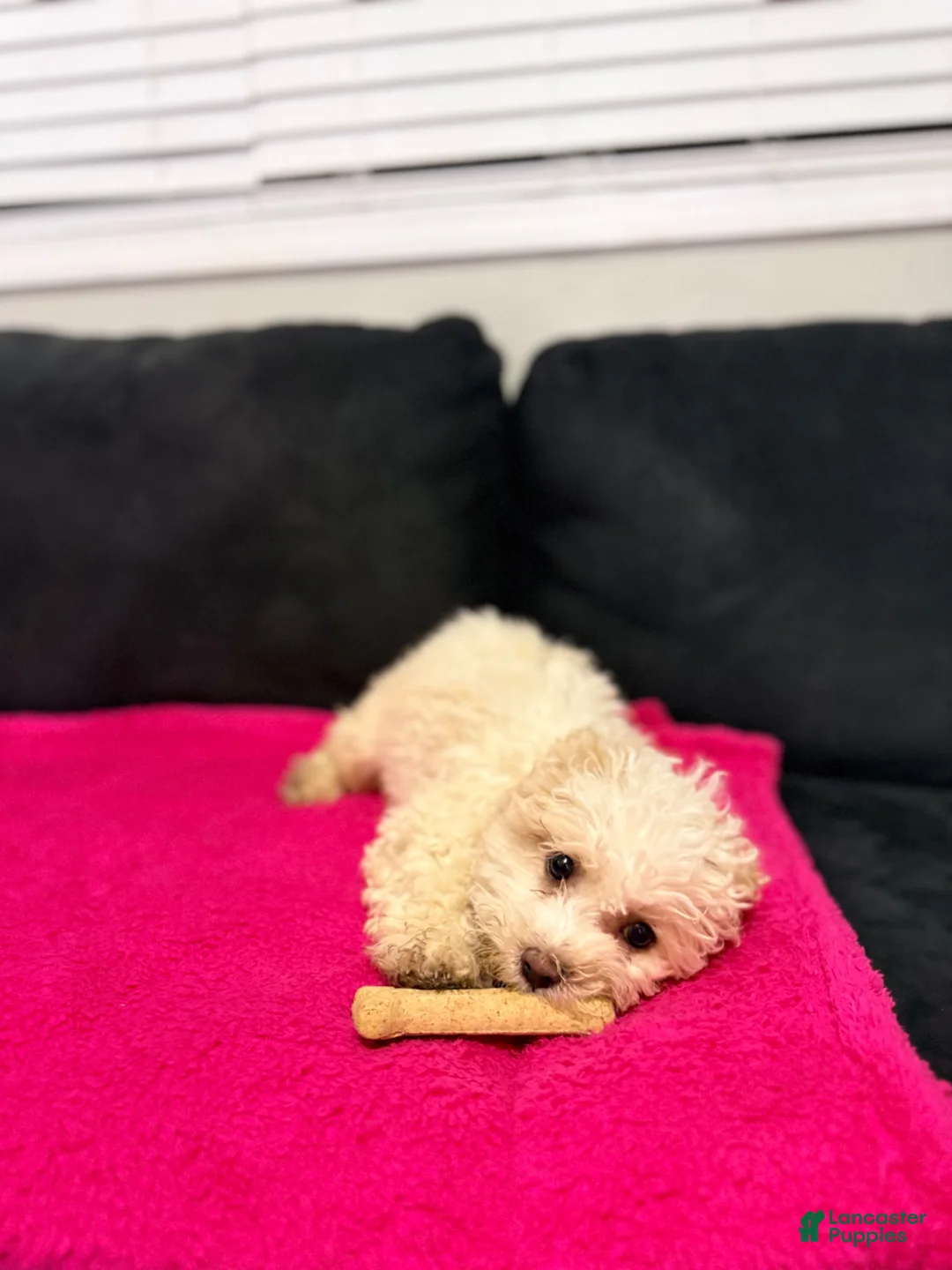Mini Goldendoodle dogs for sale: Mini Goldendoodle Puppy 1 - Ad 8