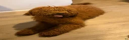 Goldendoodle dogs for sale: Goldendoodle 4 - Ad 13