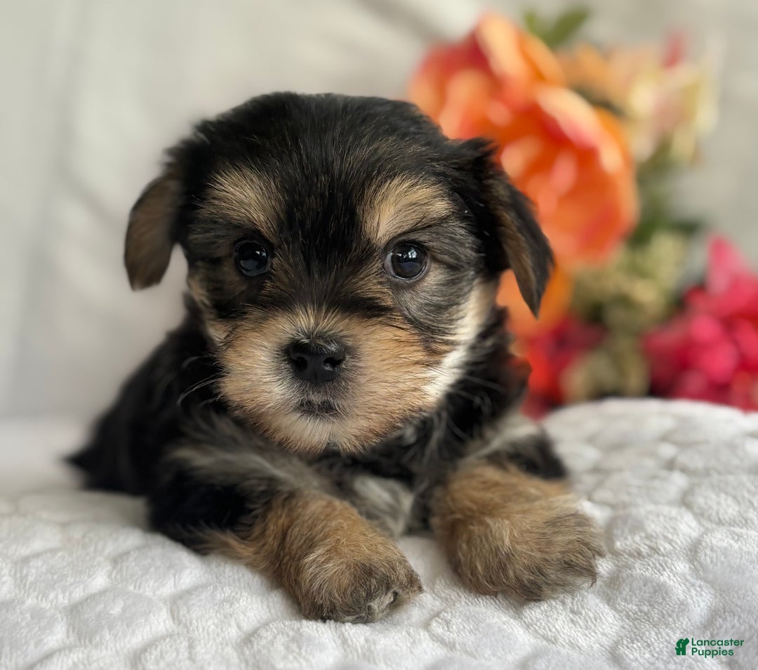 Morkie dogs for sale: Noel - Ad 4