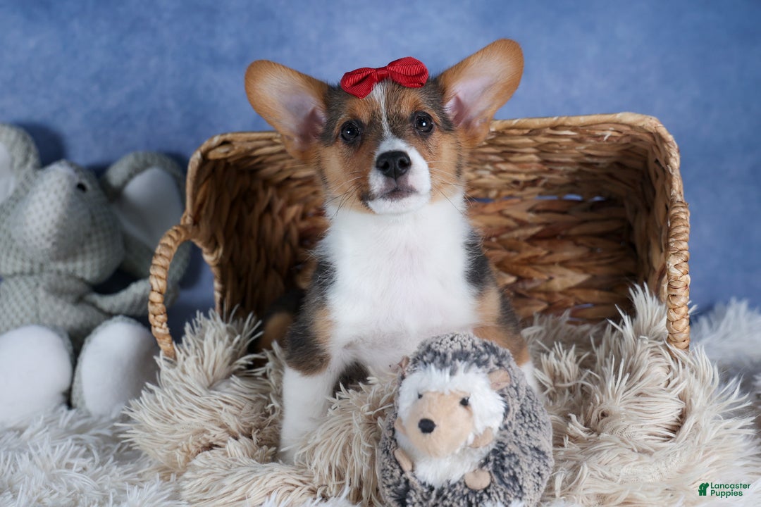 Welsh Corgi Pembroke dogs for sale: Leo - Ad 1