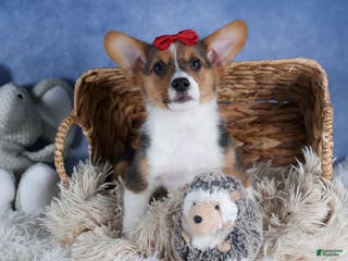 Welsh Corgi Pembroke dogs Leo - Ad 21