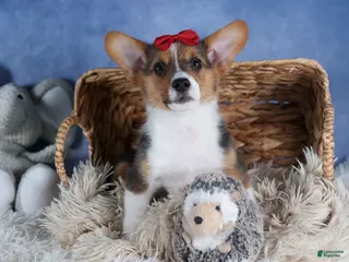 Welsh Corgi Pembroke dogs Leo - Ad 35