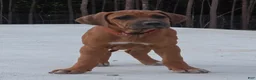 Rhodesian Ridgeback dogs for sale: Rhodesian Ridgeback Puppy 1 - Ad 3