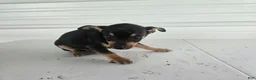 Chihuahua dogs for sale: Brutis - Ad 5