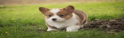 Welsh Corgi Pembroke dogs for sale: Woody - Ad 7