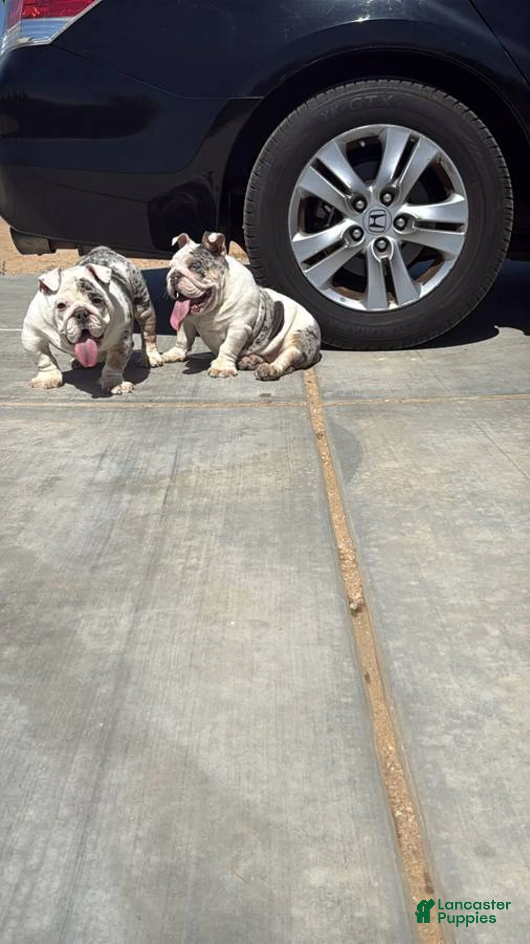 English Bulldog dogs for sale: English Bulldog Puppy 2 - Ad 2