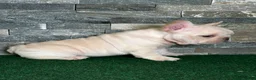 French Bulldog dogs for sale: Mercedes - Ad 7