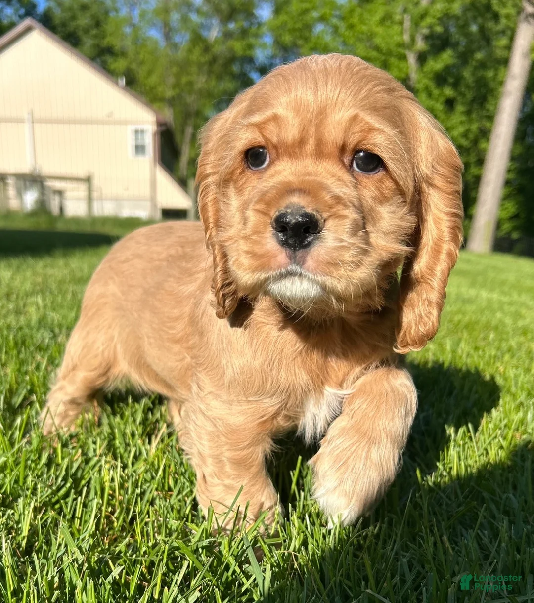 Cocker Spaniel dogs for sale: Genesis - Ad 1
