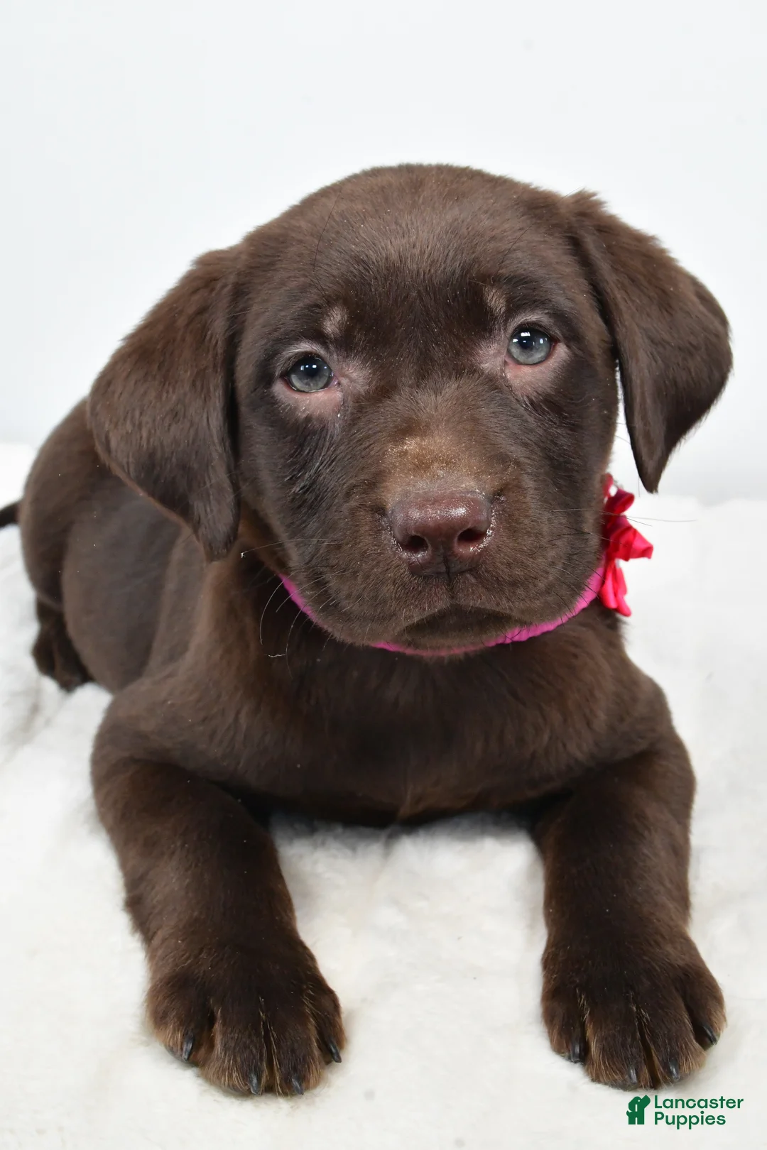 Labrador Retriever dogs for sale: Myra - Ad 3