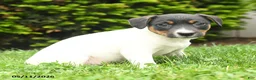 Jack Russell Terrier dogs for sale: Bertha - Ad 3