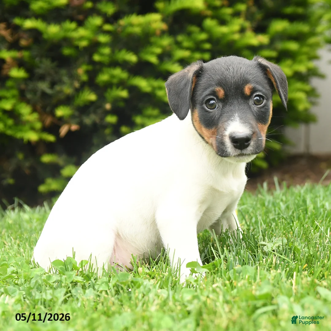 Jack Russell Terrier dogs for sale: Bertha - Ad 3