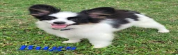 Papillon dogs for sale: Bugs - Ad 4