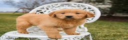 Golden Retriever dogs for sale: Piper - Ad 5