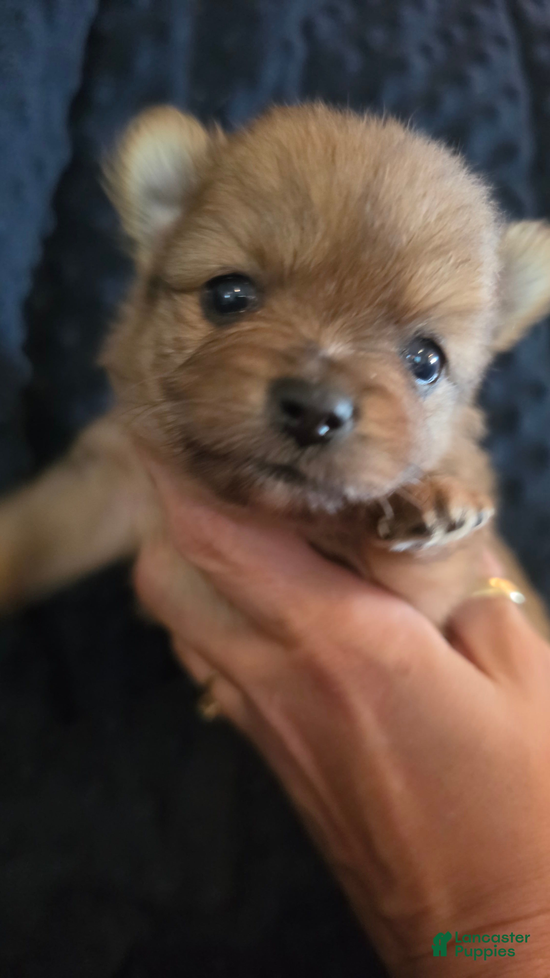 Pomchi dogs 4 brown/merle 3/4 pom, 1/4 chi - Ad 6