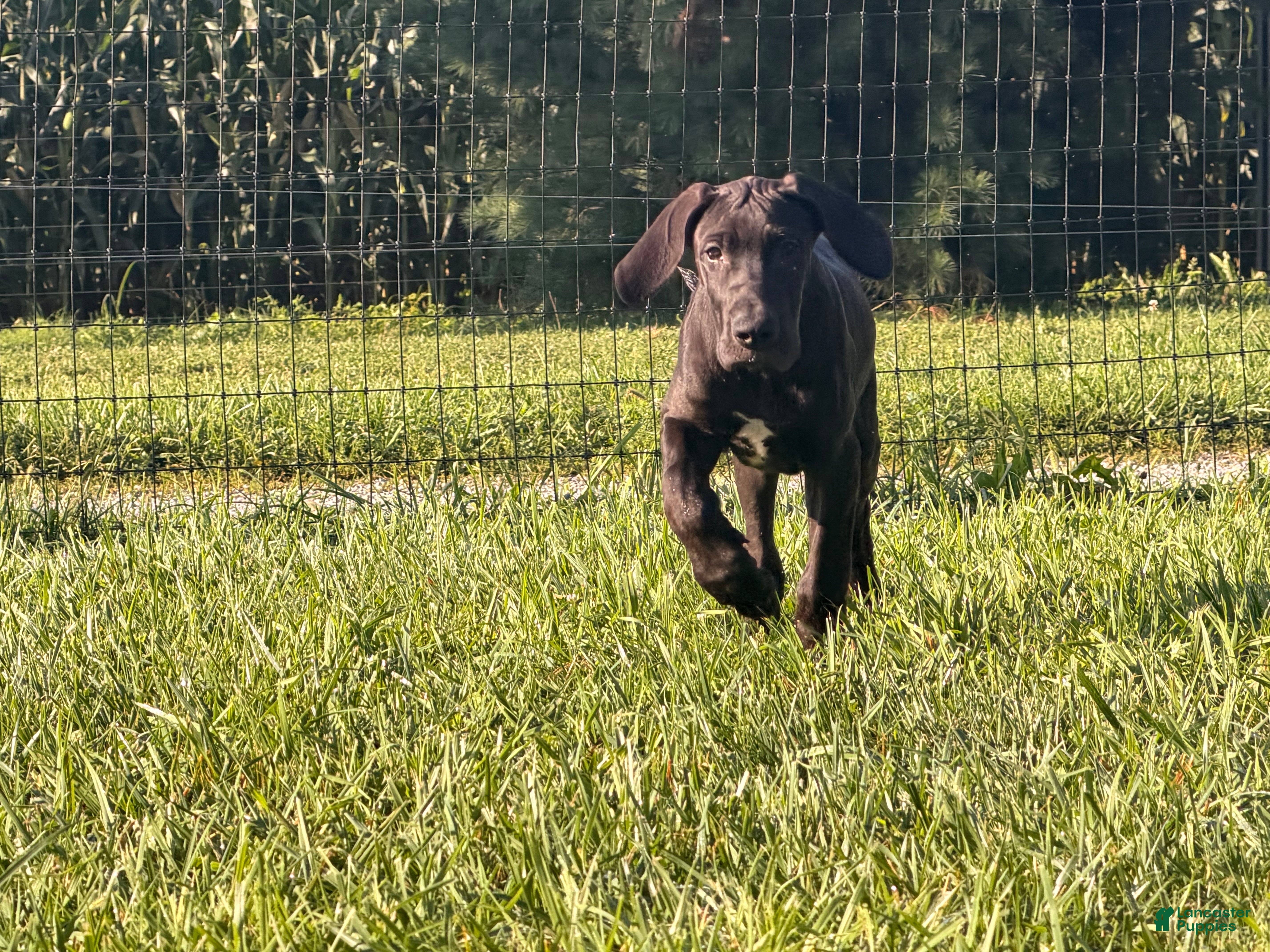 Great Dane dogs Pam Great Dane  - Ad 1