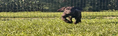 Pam Great Dane 
