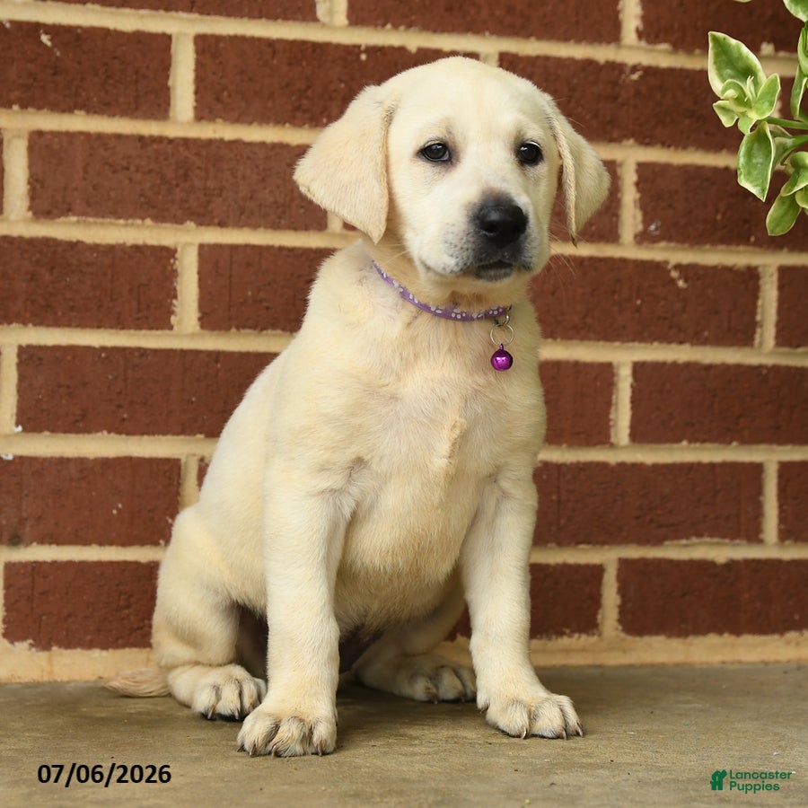Labrador Retriever dogs Becky - Ad 2