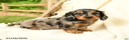 Miniature Dachshund dogs for sale: Diya - Ad 1