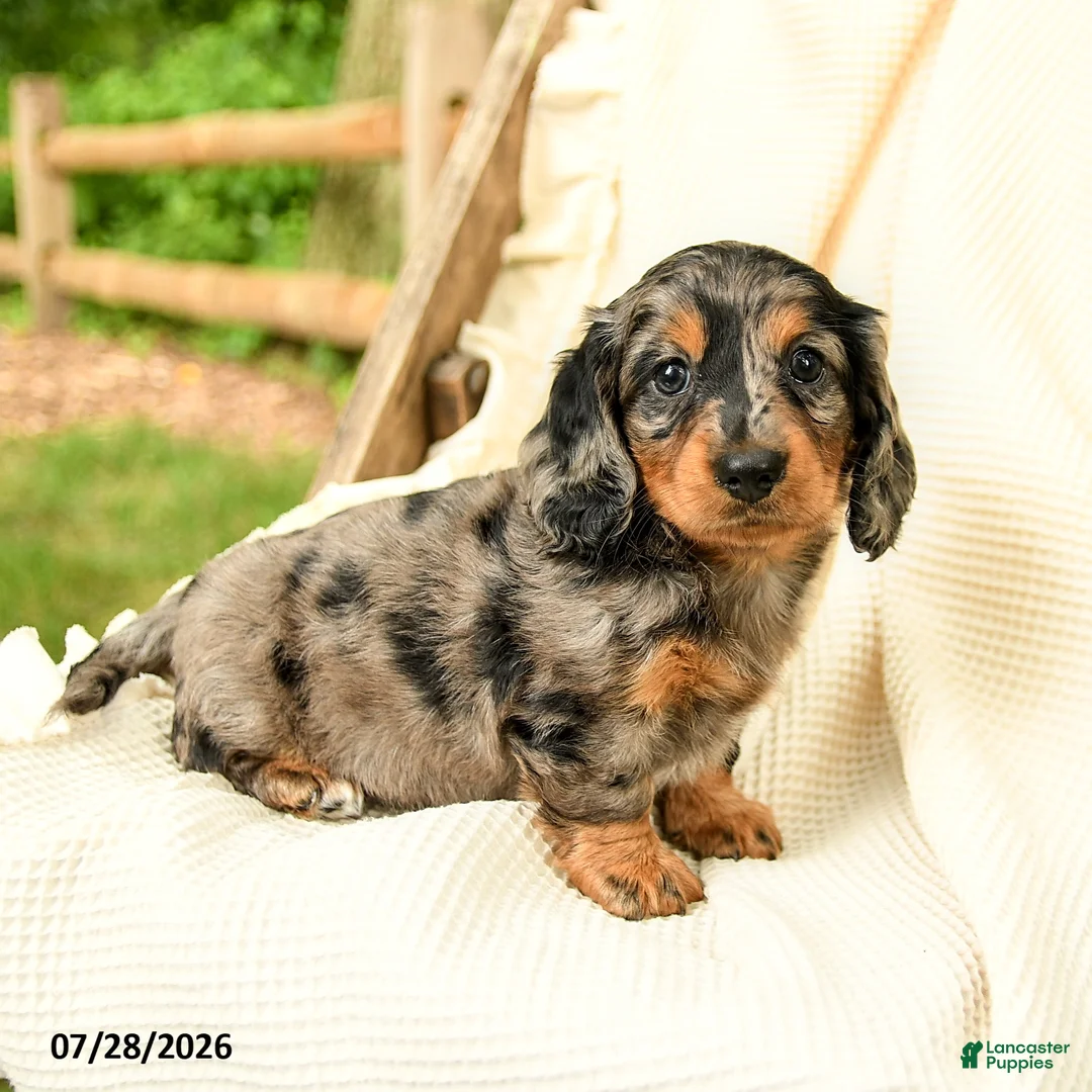 Miniature Dachshund dogs for sale: Diya - Ad 1