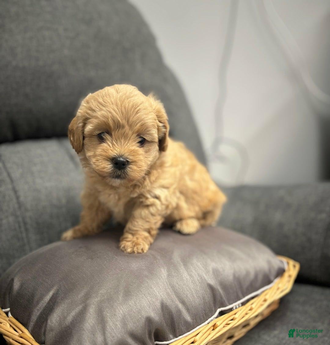 Maltipoo dogs for sale: Sofia - Ad 1