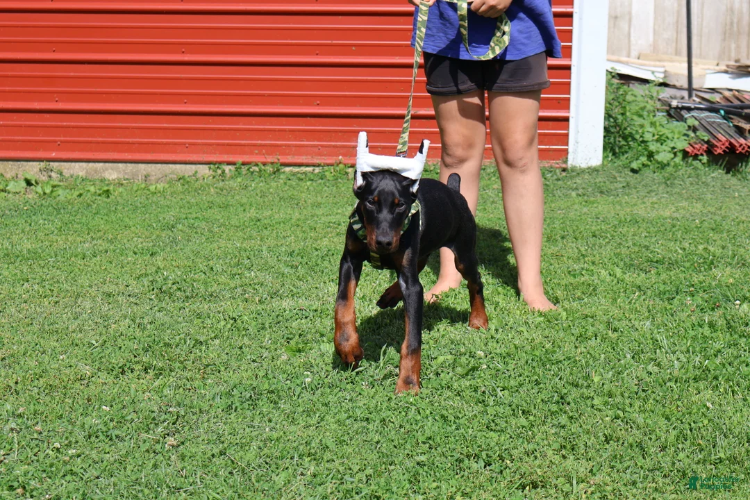 Doberman Pinscher dogs for sale: Doberman Pinscher 2 - Ad 2