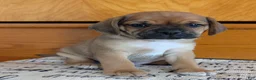 Puggle dogs for sale: Kenny  - Ad 15
