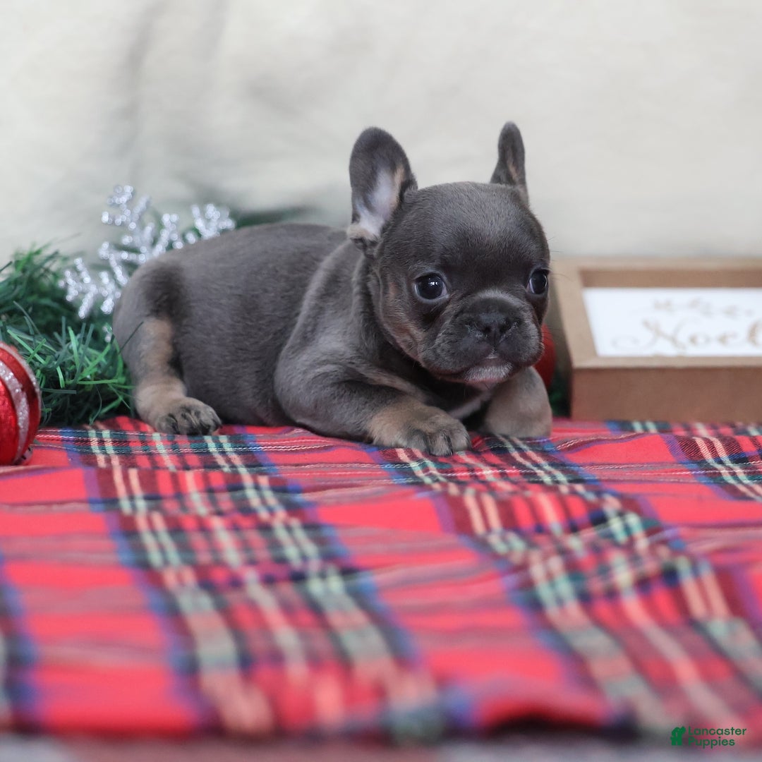 French Bulldog dogs for sale: April - Ad 9