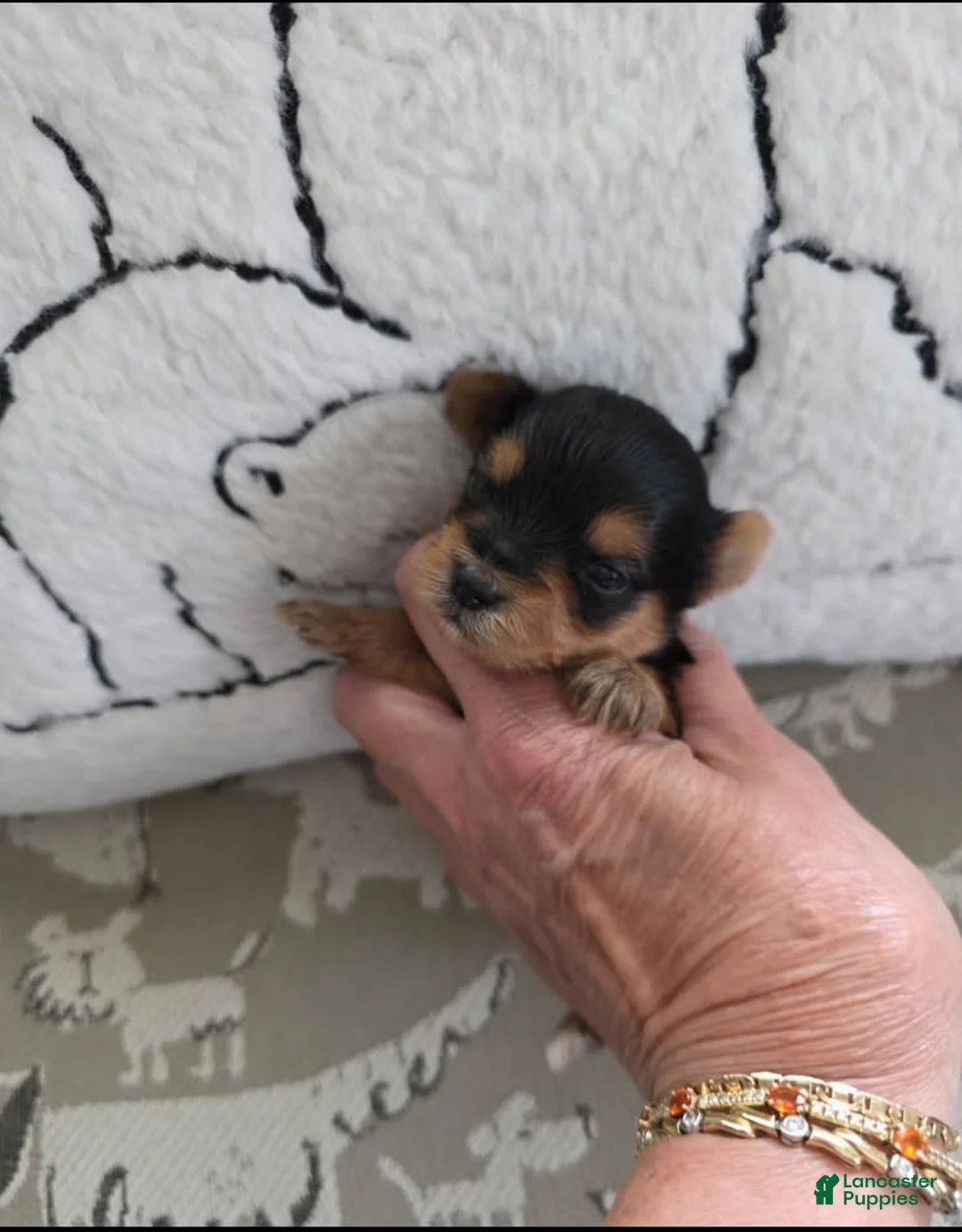 Yorkshire Terrier dogs for sale: Midnight - Ad 2