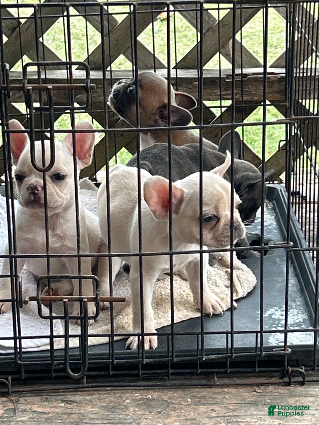 French Bulldog dogs for sale: French Bulldog Puppy 2 - Ad 1