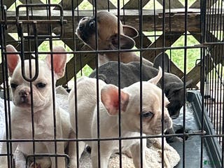 French Bulldog dogs French Bulldog Puppy 2 - Ad 35