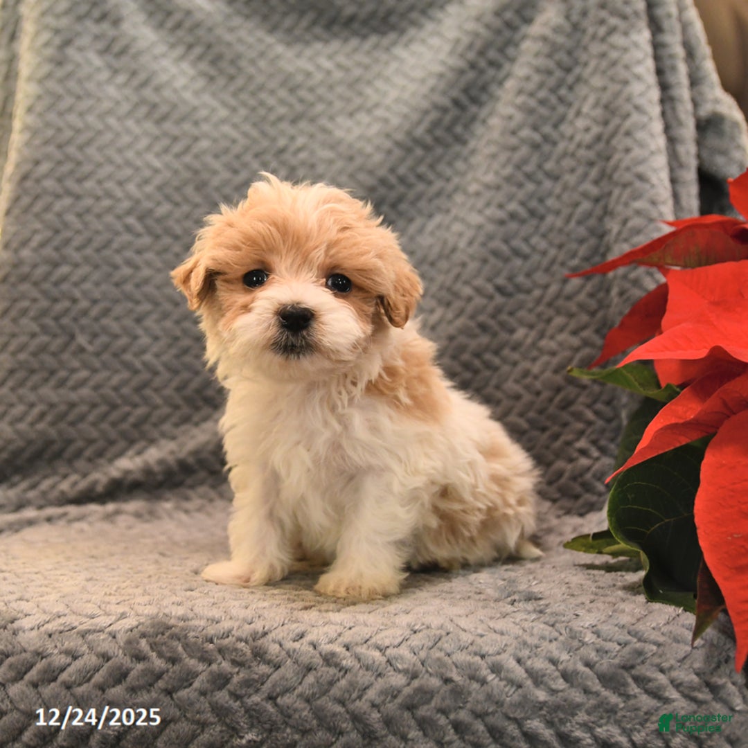 Maltipoo dogs for sale: Peanut  - Ad 3