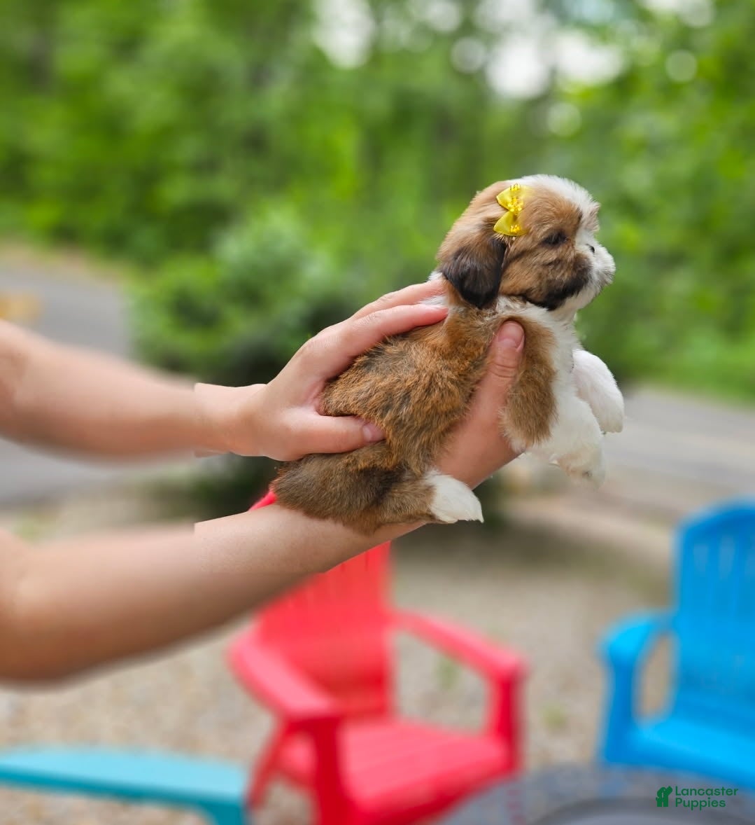 Shih Tzu dogs for sale: Shih Tzu Puppy 4 - Ad 3