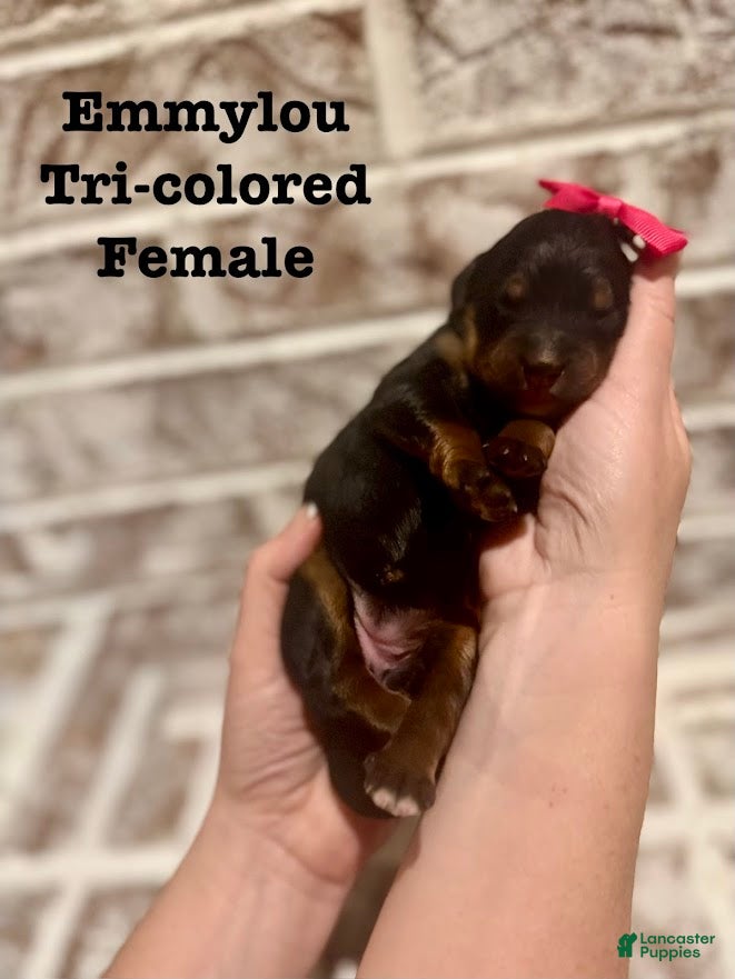 Bernedoodle dogs Emmylou - Ad 7