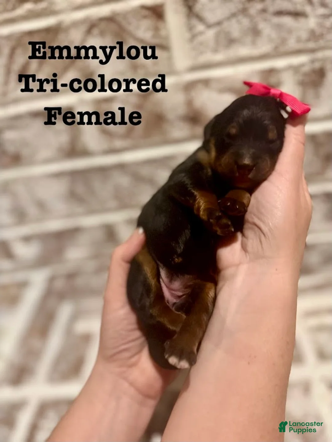 Bernedoodle dogs for sale: Emmylou - Ad 1