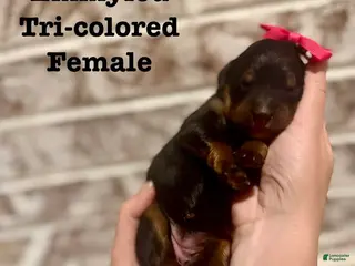 Bernedoodle dogs Emmylou - Ad 7