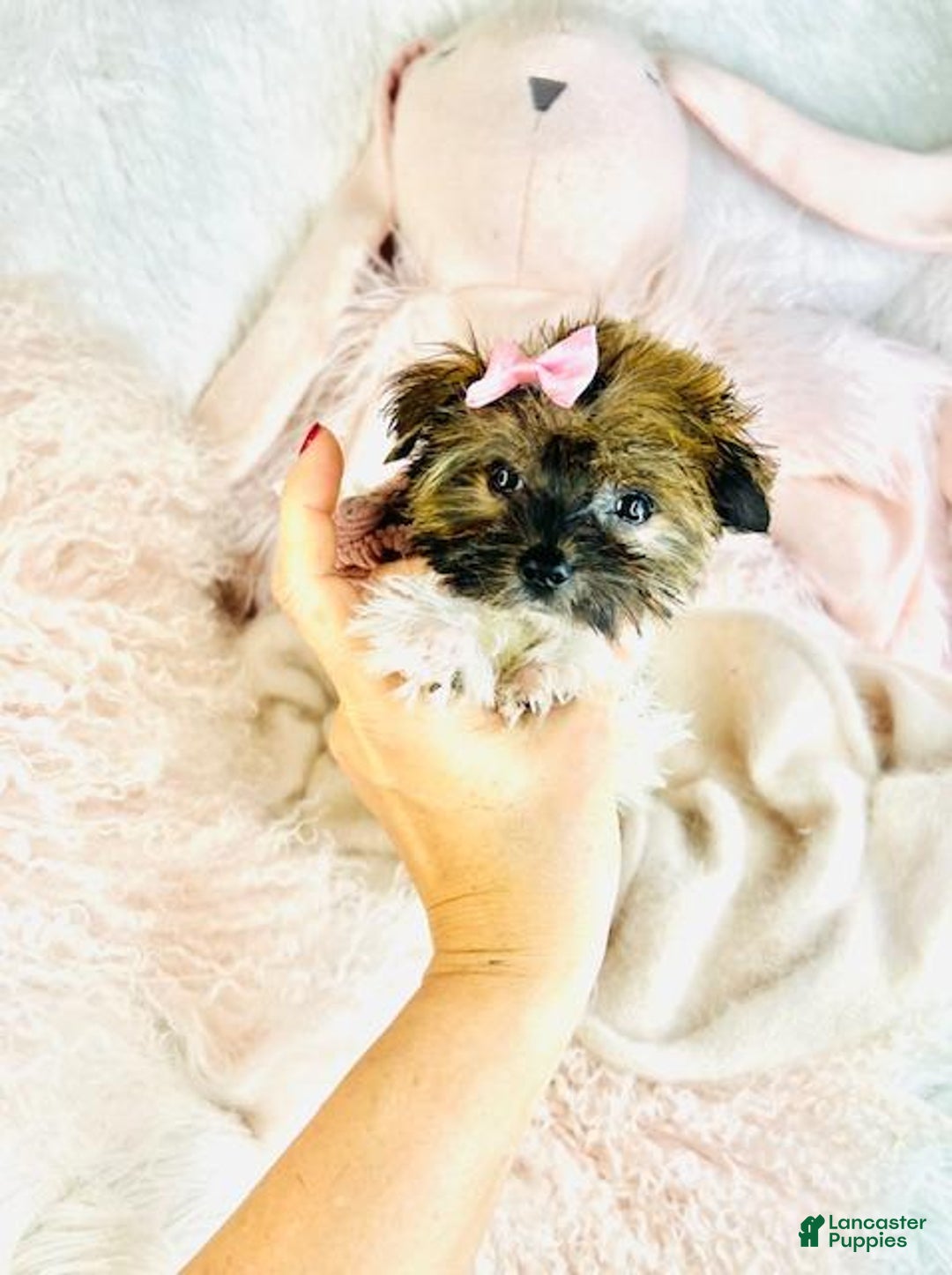 Biewer Terrier dogs for sale: Biewer Terrier Puppy 1 - Ad 3