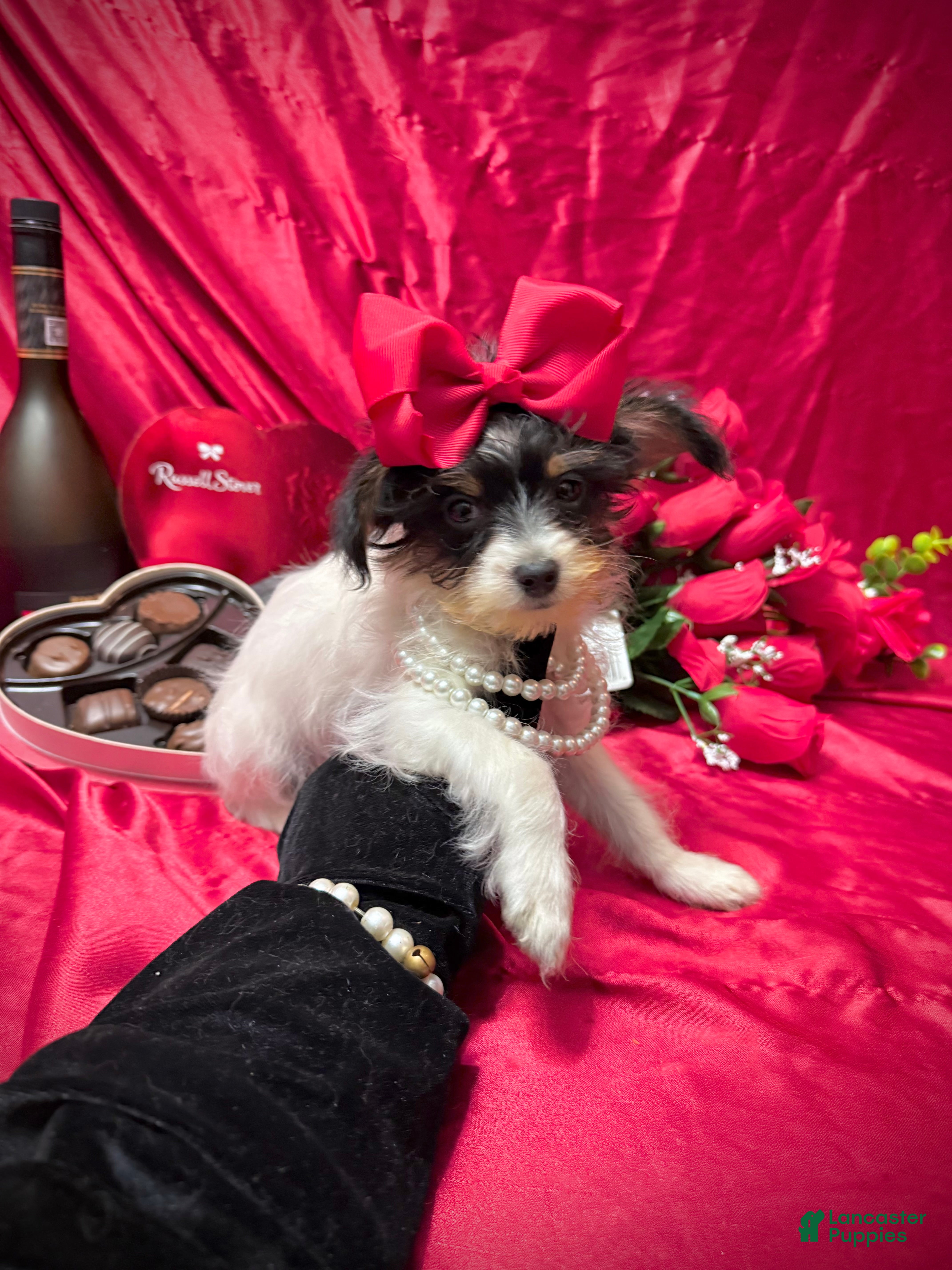 Yorkshire Terrier dogs Alfredo - Ad 1