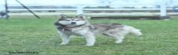 Pomsky dogs for sale: April - Ad 7