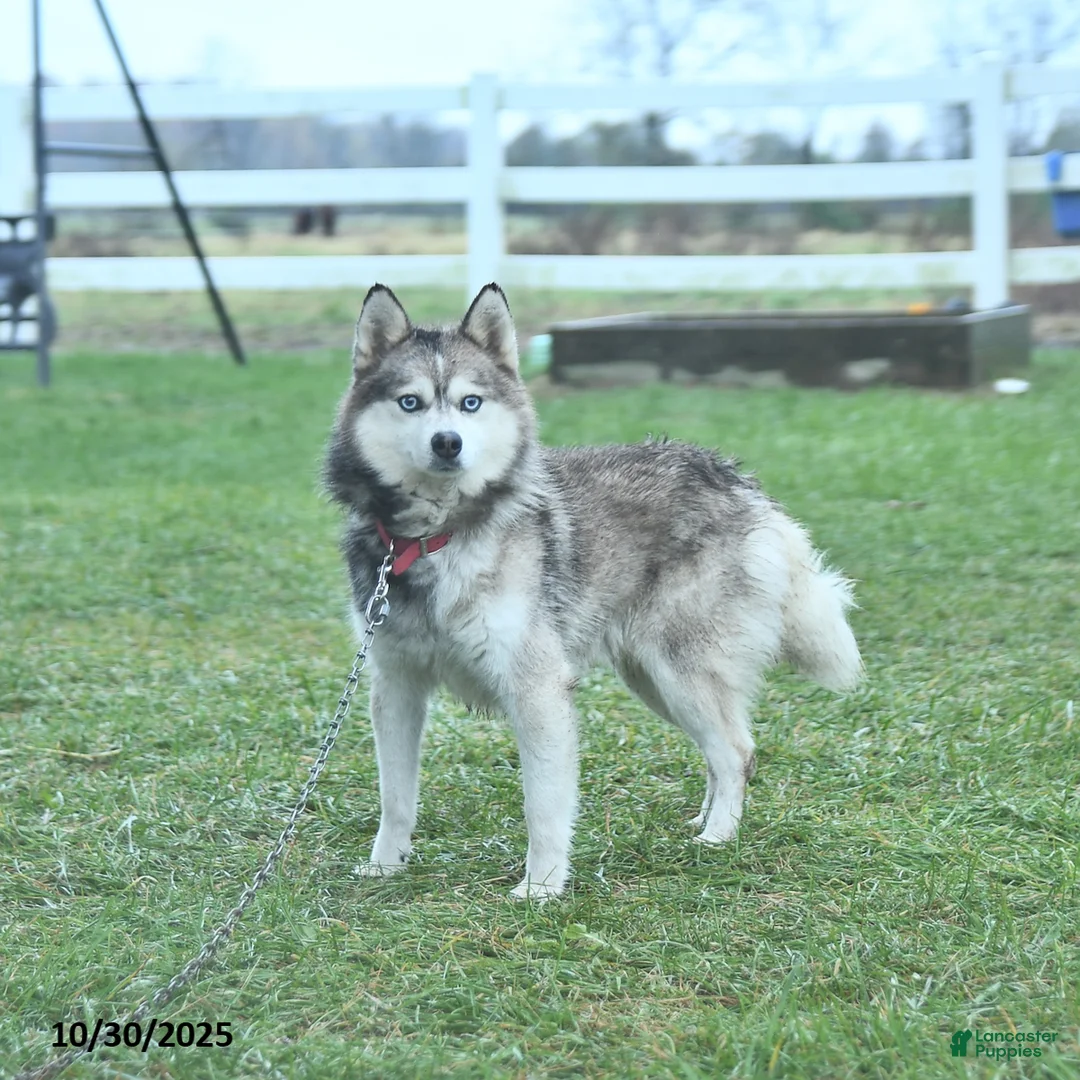 Pomsky dogs for sale: April - Ad 7