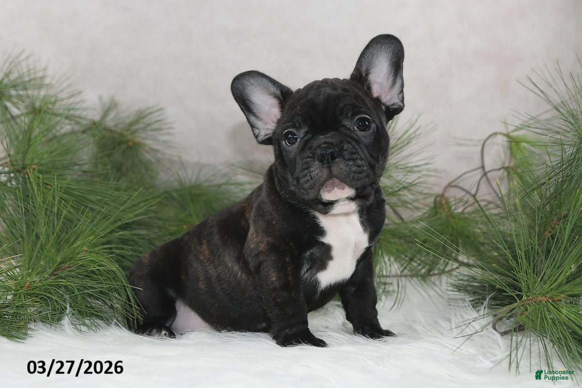 Frenchton dogs Franklin - Ad 1