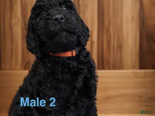 Labradoodle dogs Labradoodle Puppy 3 - Ad 31