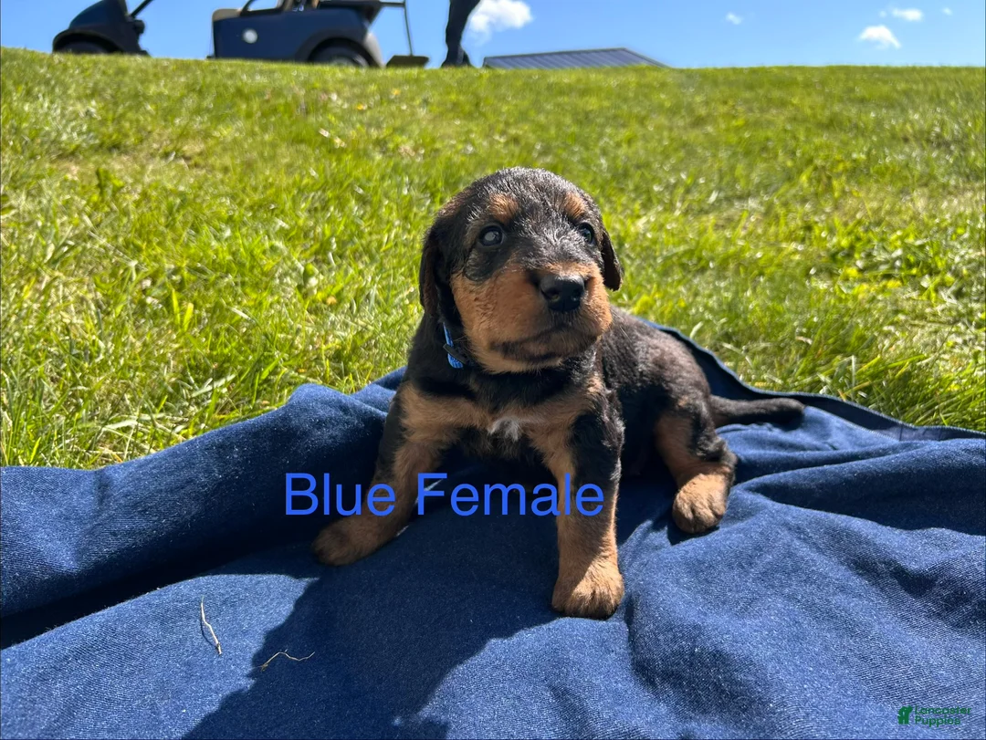 Airedale Terrier dogs for sale: Blue female - Ad 1