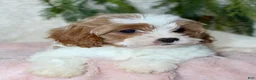 Cavapoo dogs for sale: Cavapoo 3 - Ad 3