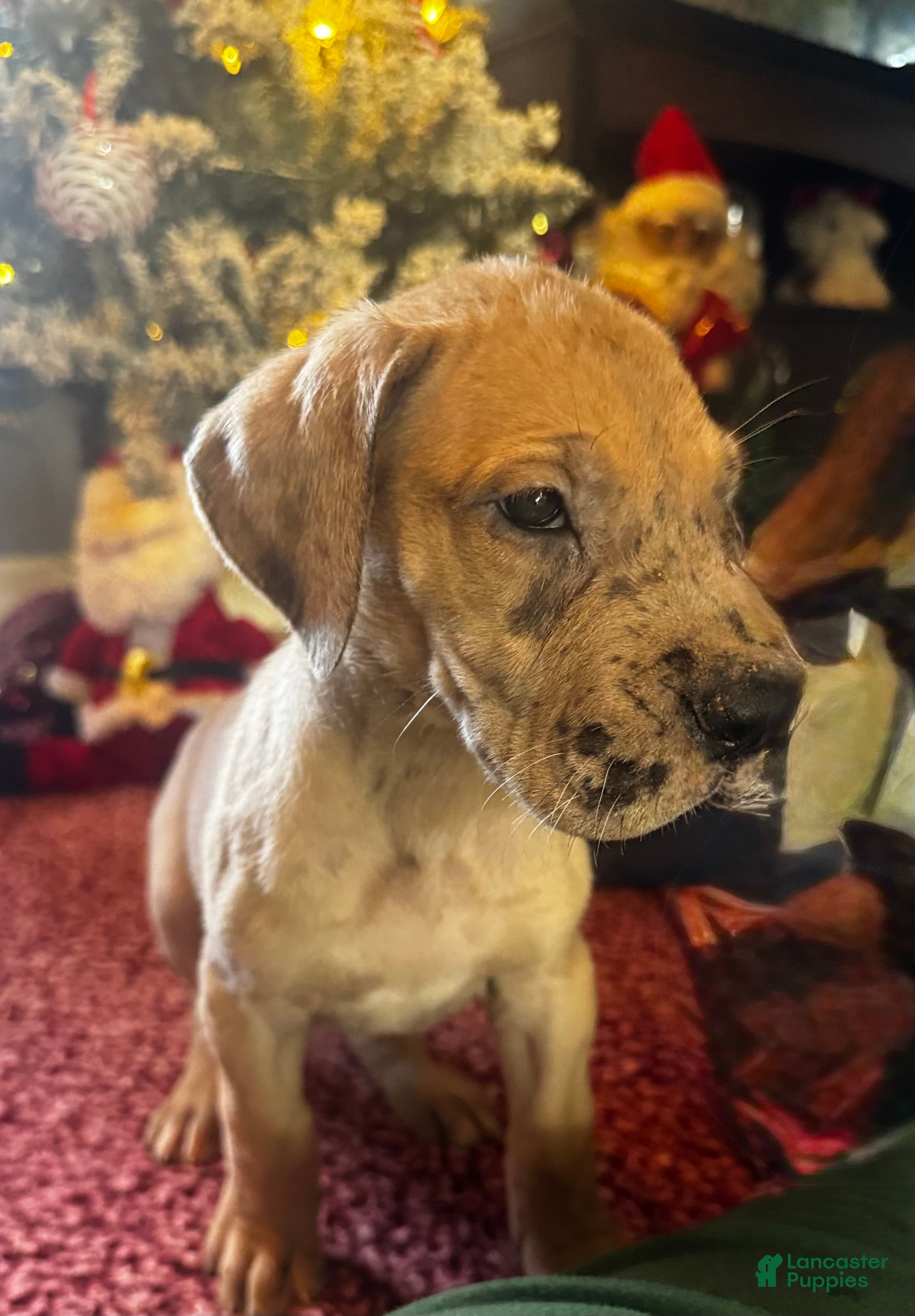 Great Dane dogs Bubbles - Ad 27