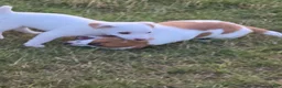 Jack Russell Terrier dogs for sale: Jack Russell Terrier 2 - Ad 10
